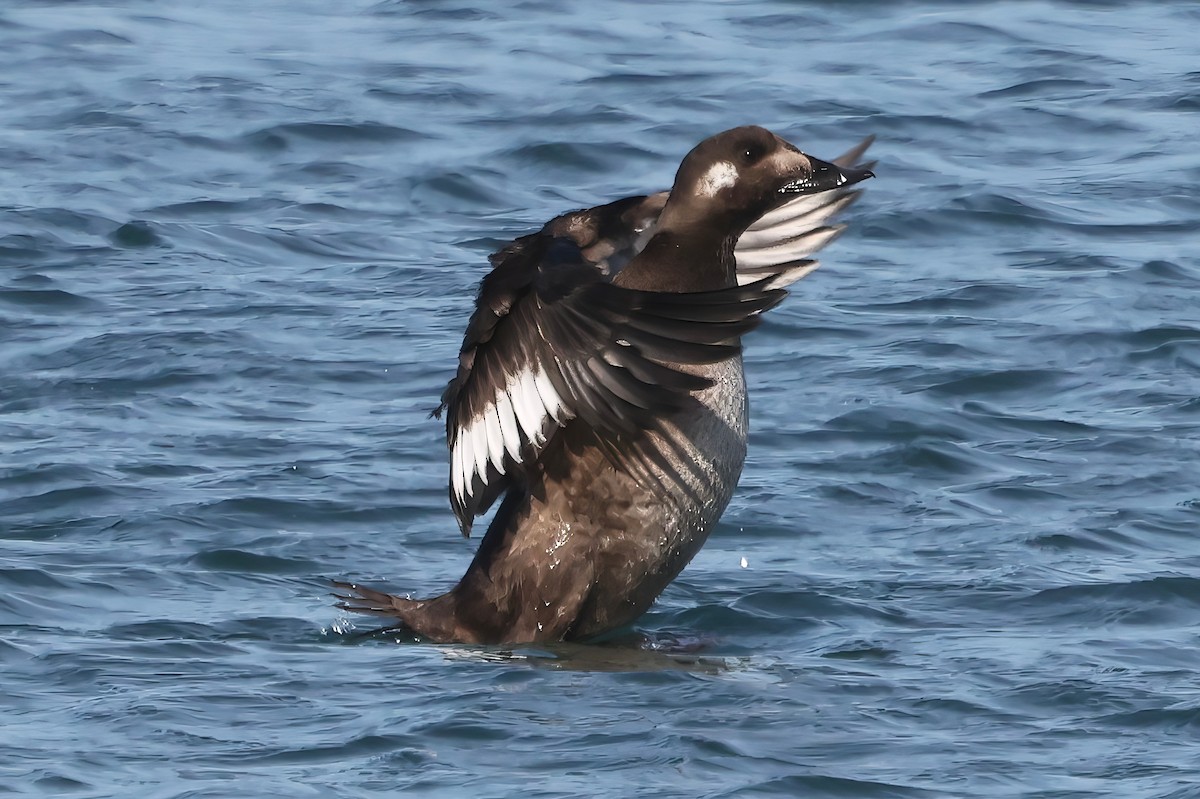 White-winged Scoter - ML646420689