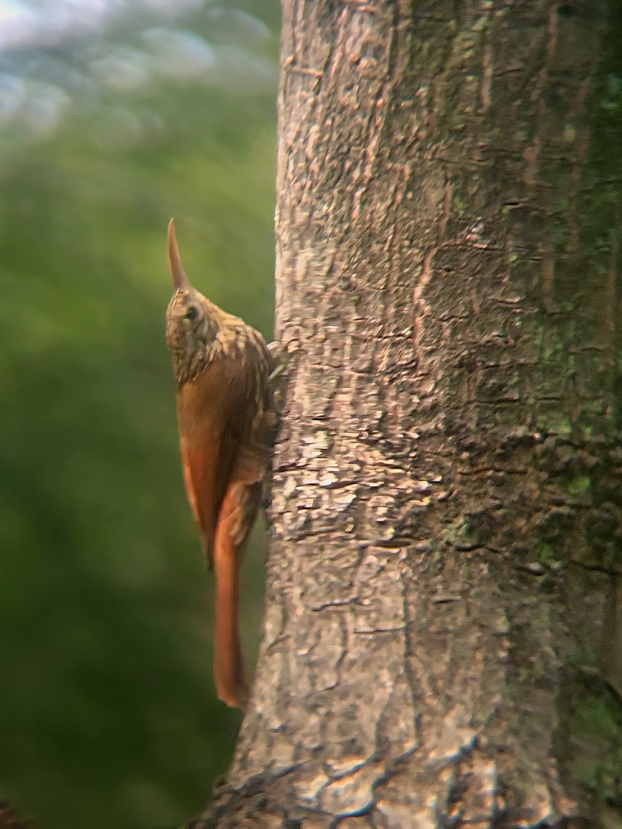 Streak-headed Woodcreeper - ML646420691