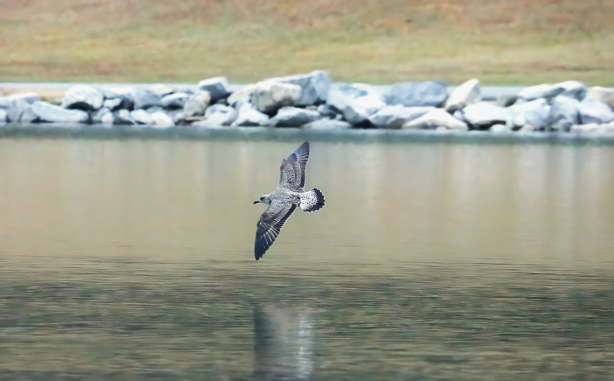 Lesser Black-backed Gull - ML646420695