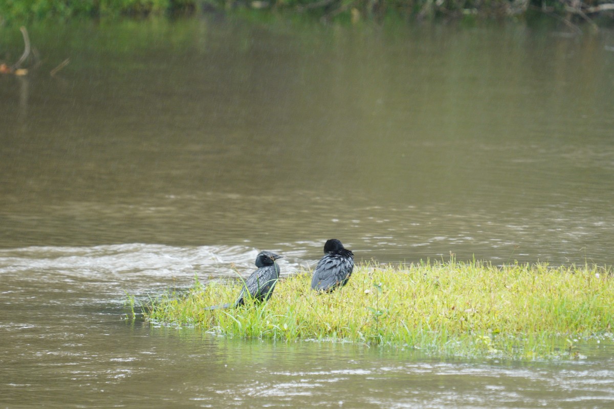 Little Cormorant - ML646420698
