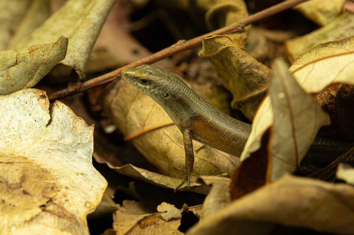 Six-toothed Rainbow Skink - ML646420700