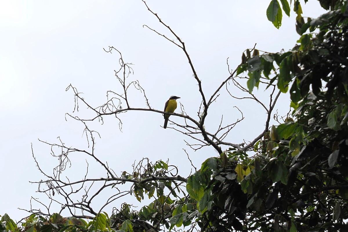 Пітанга-великодзьоб - ML646420701