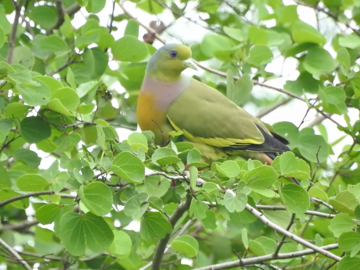 Orange-breasted Green-Pigeon - ML646420705