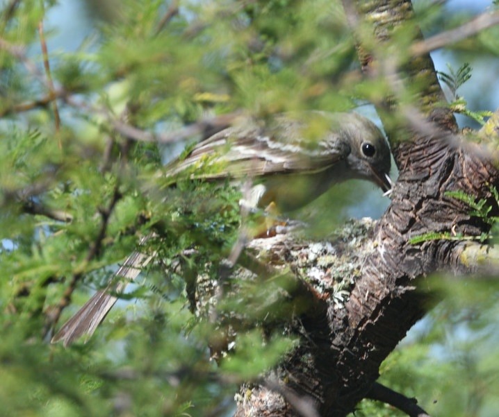 Large Elaenia - ML646420707