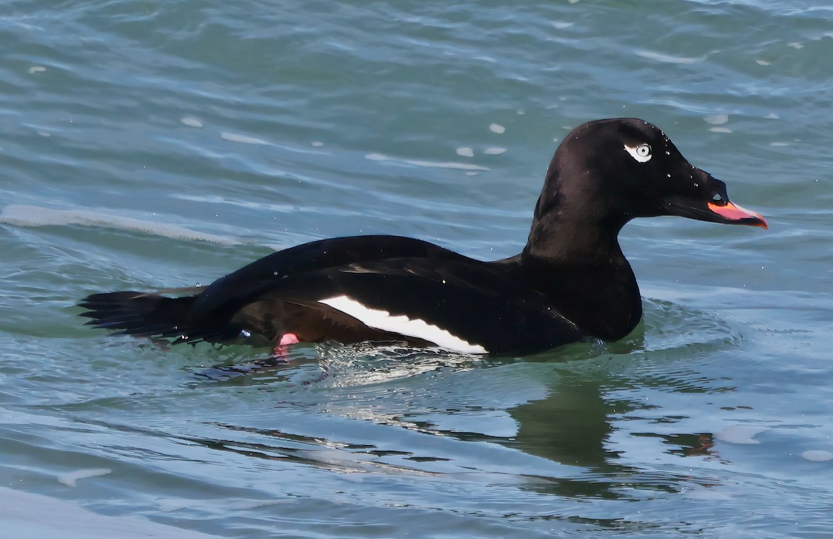 White-winged Scoter - ML646420708