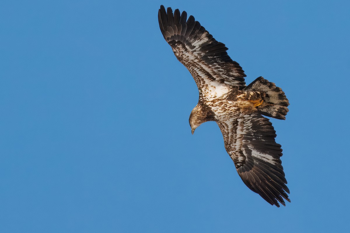 Bald Eagle - ML646420709