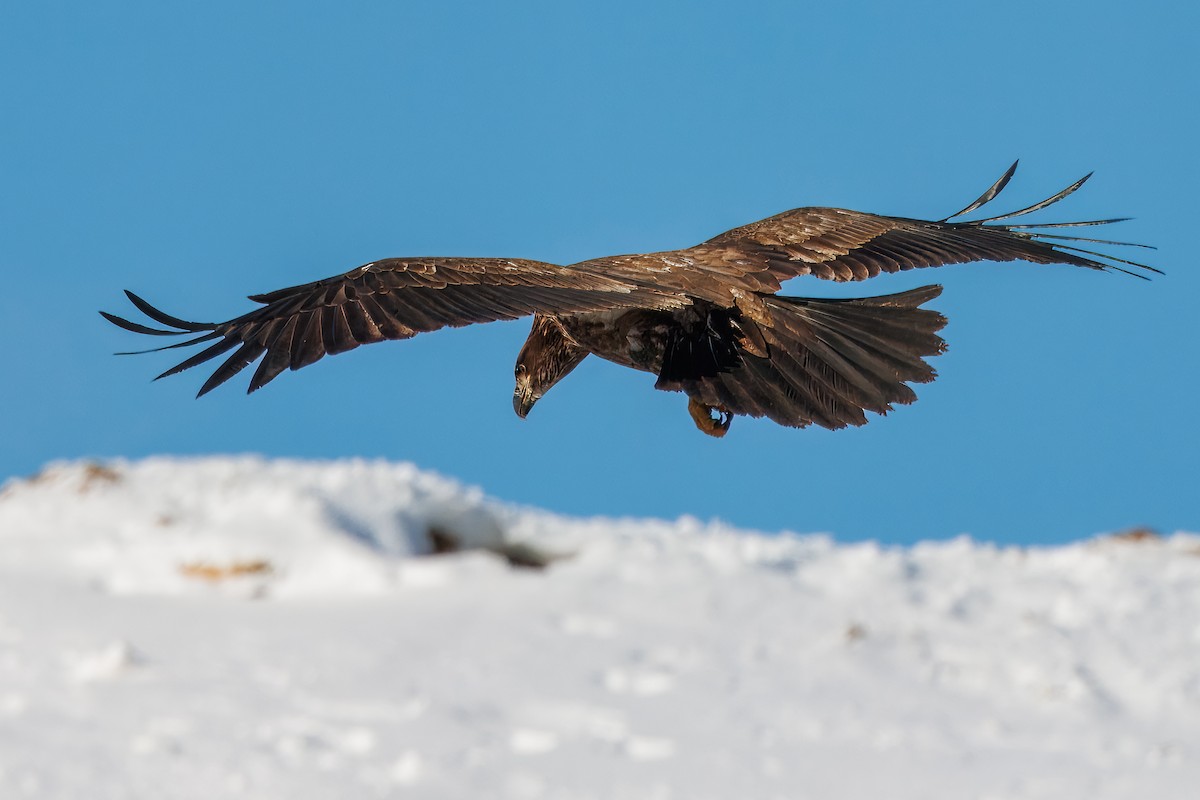 Bald Eagle - ML646420710