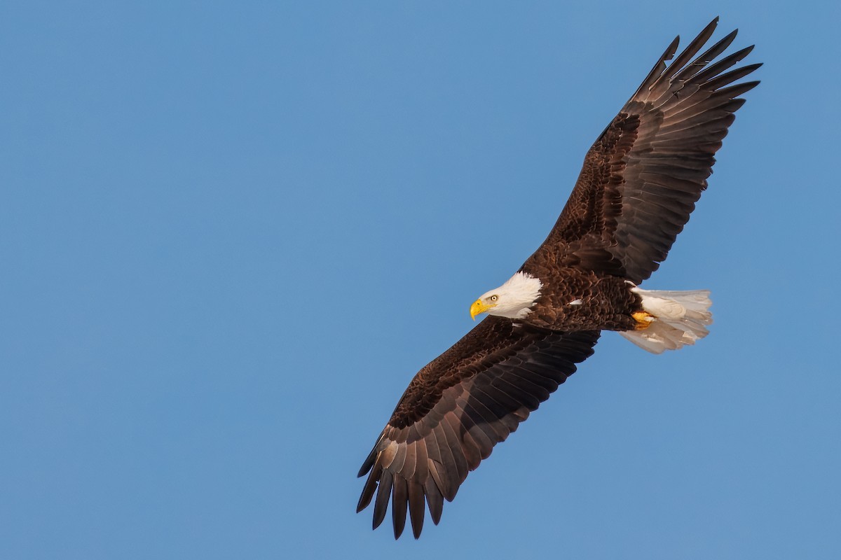 Bald Eagle - ML646420711