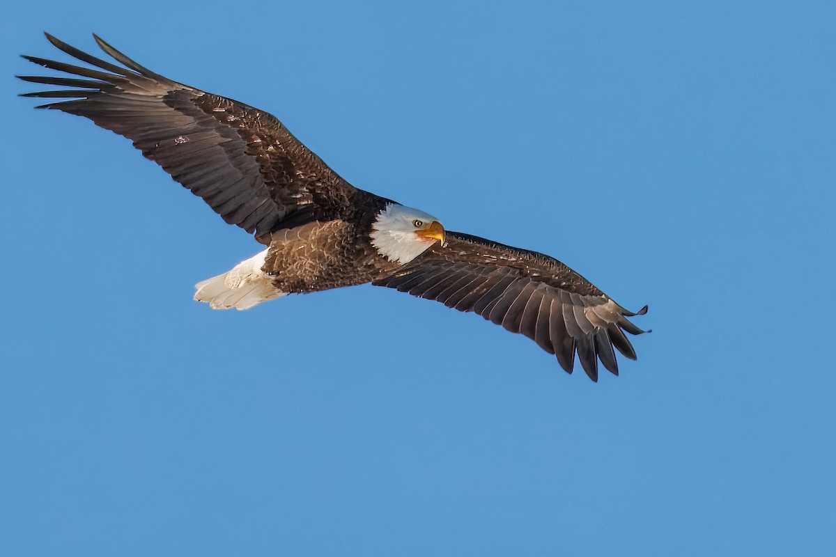 Bald Eagle - ML646420712