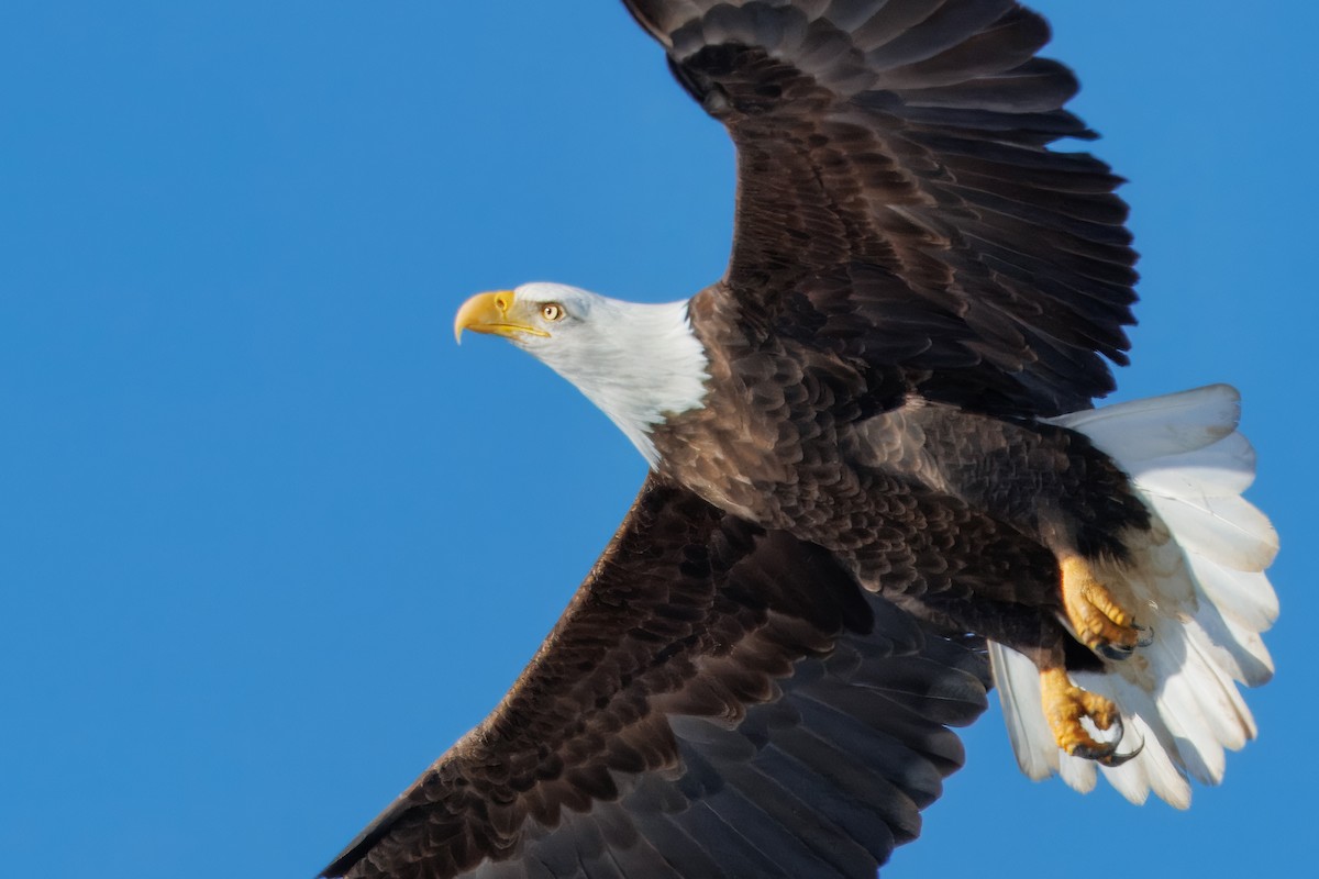 Bald Eagle - ML646420713