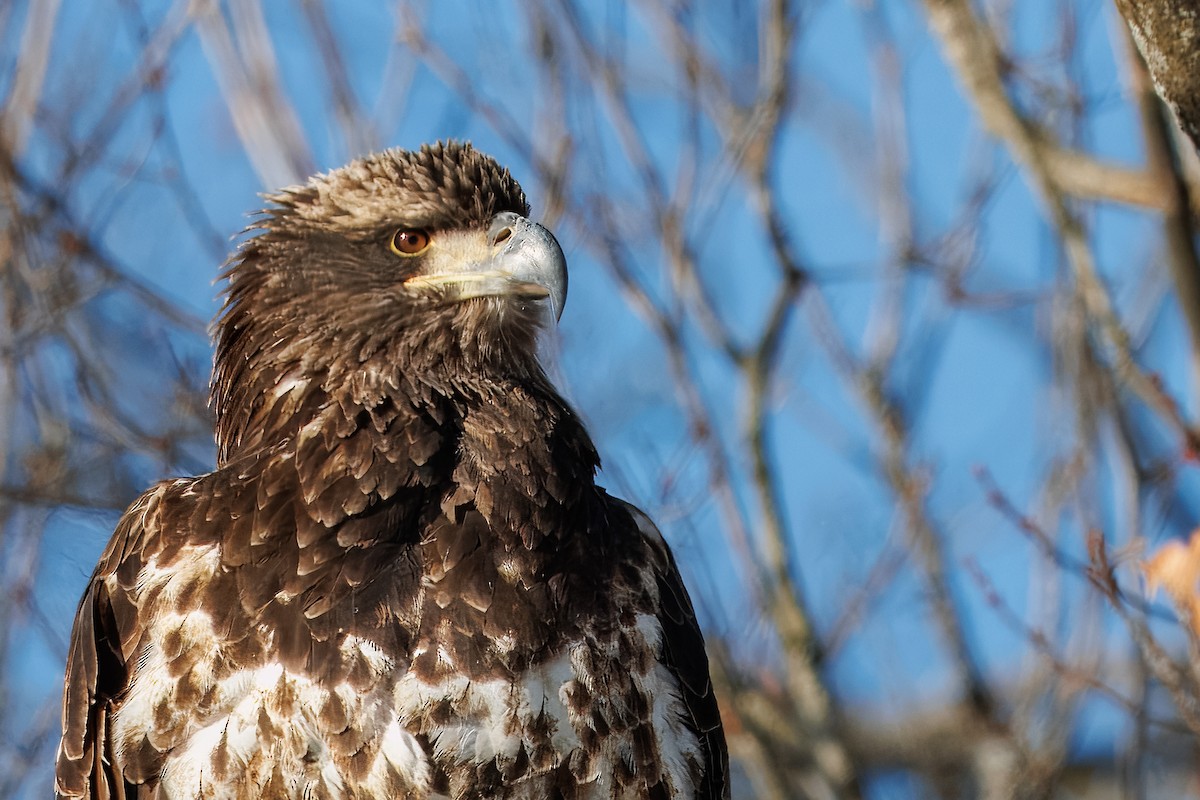 Bald Eagle - ML646420714