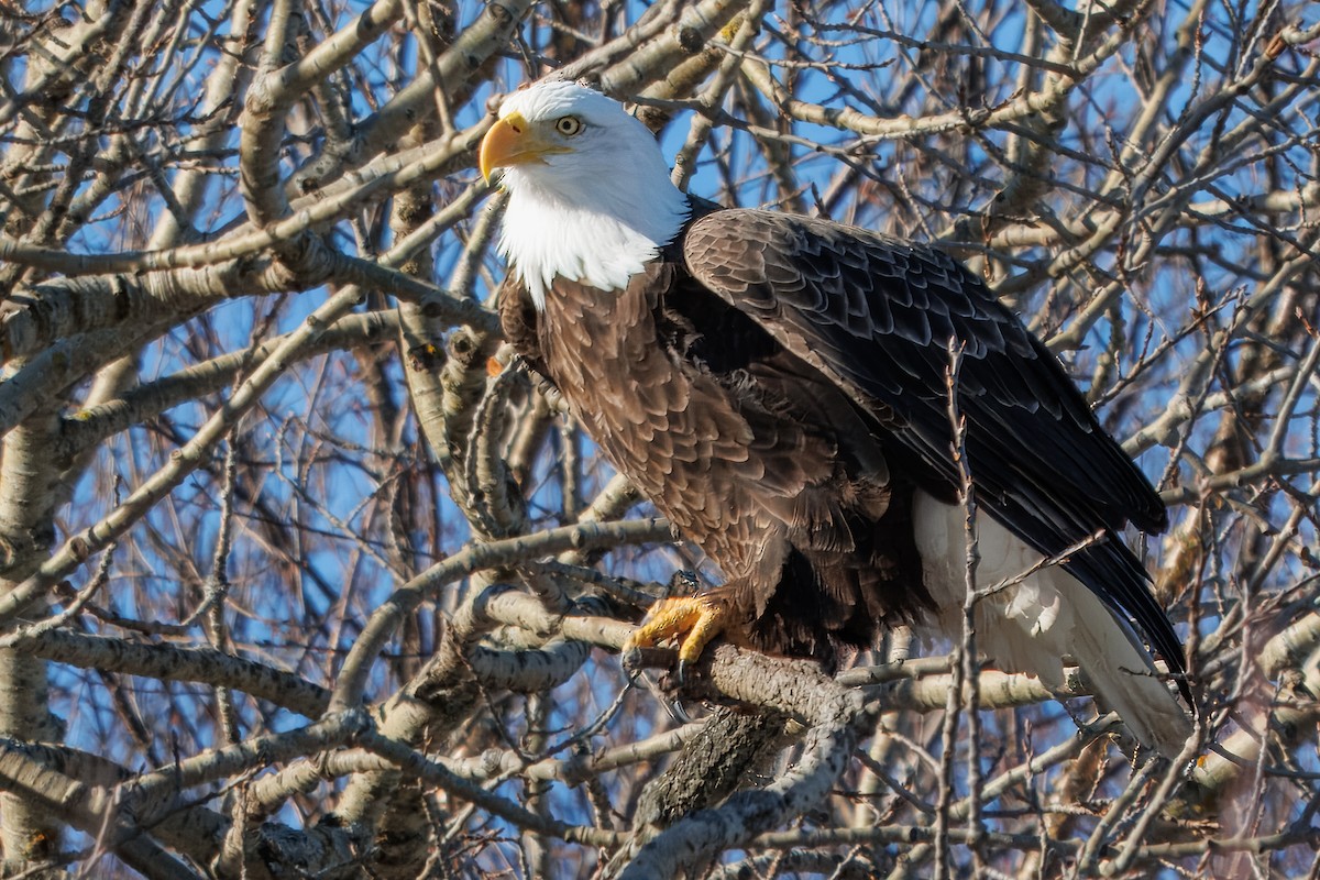 Bald Eagle - ML646420715