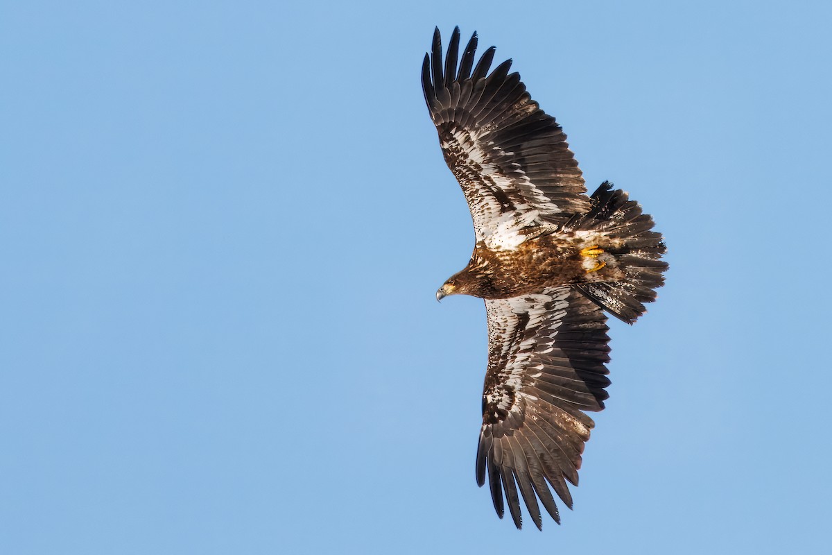 Bald Eagle - ML646420716