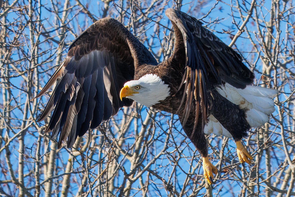 Bald Eagle - ML646420717
