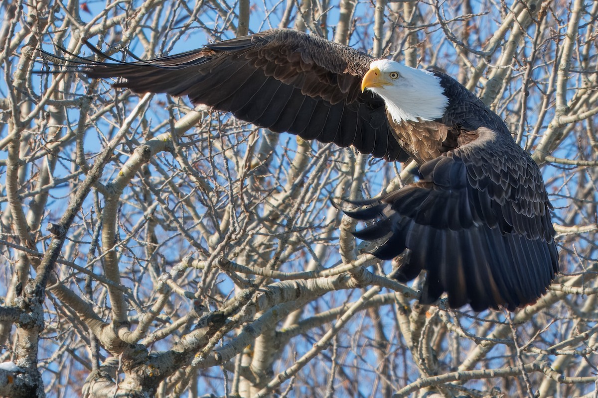Bald Eagle - ML646420718