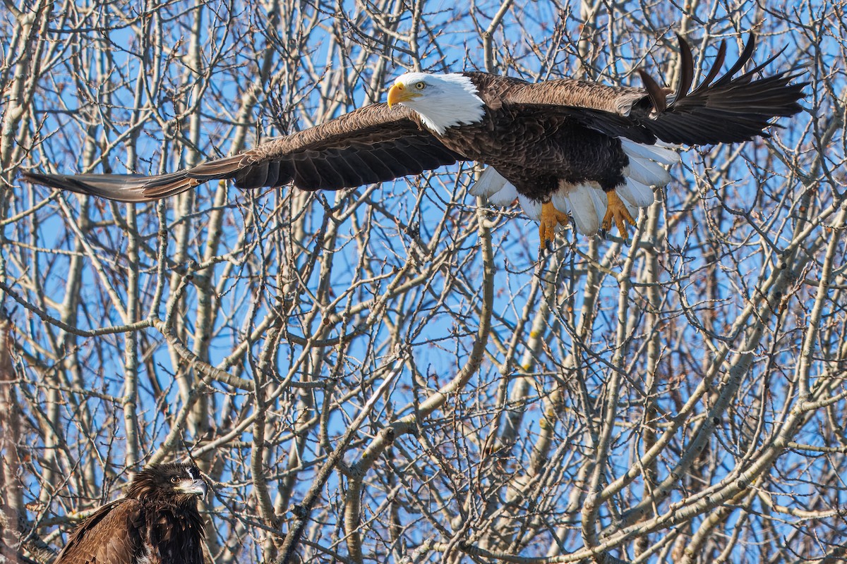 Bald Eagle - ML646420719