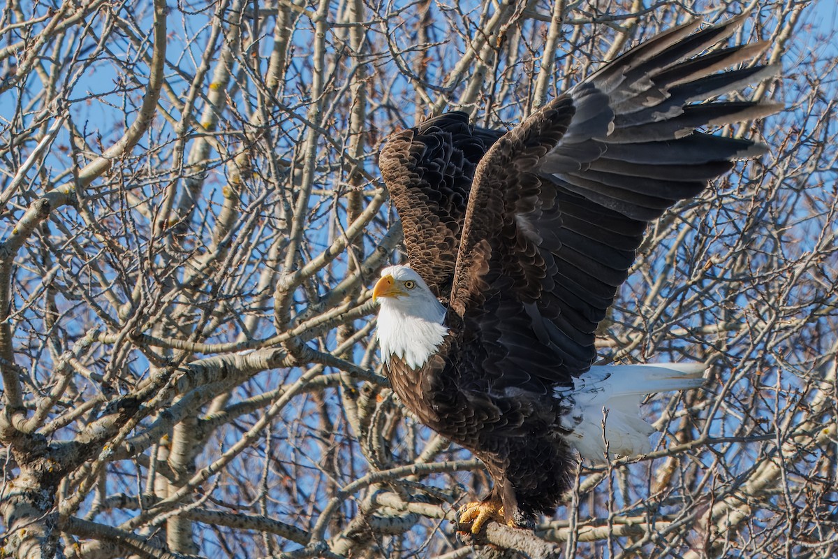 Bald Eagle - ML646420720