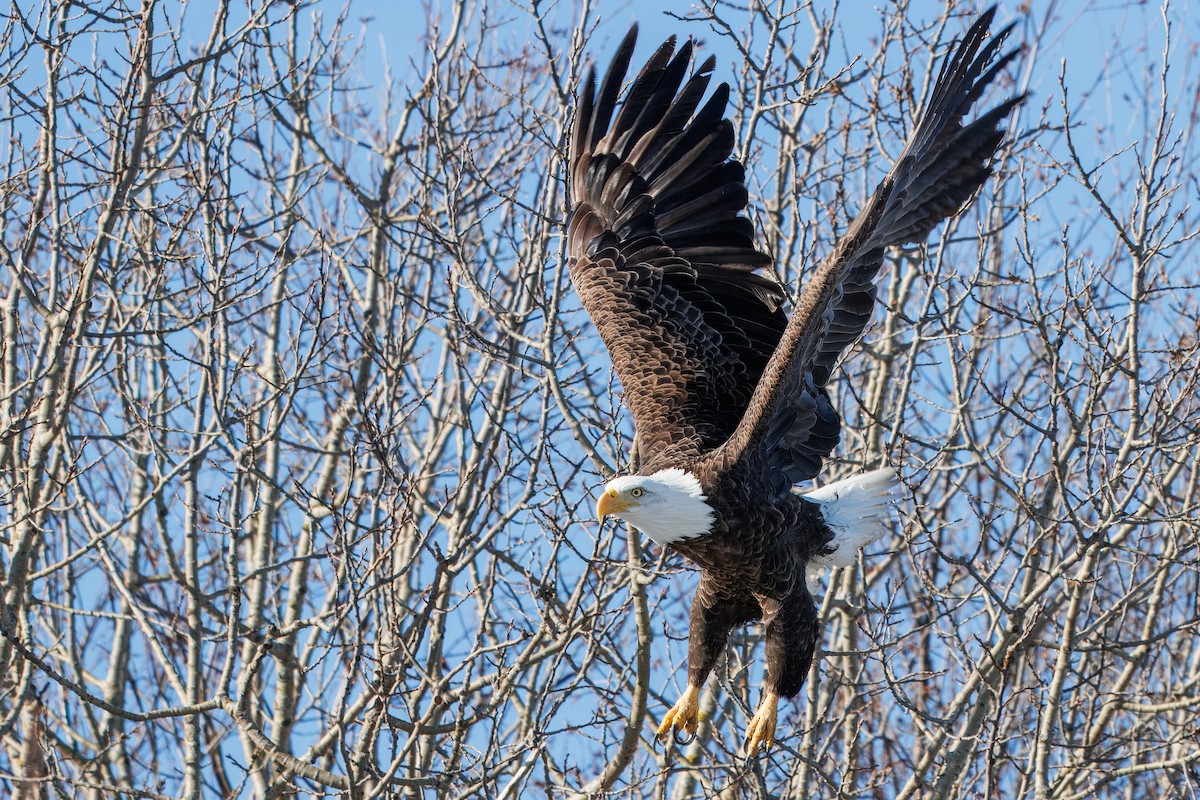 Bald Eagle - ML646420721