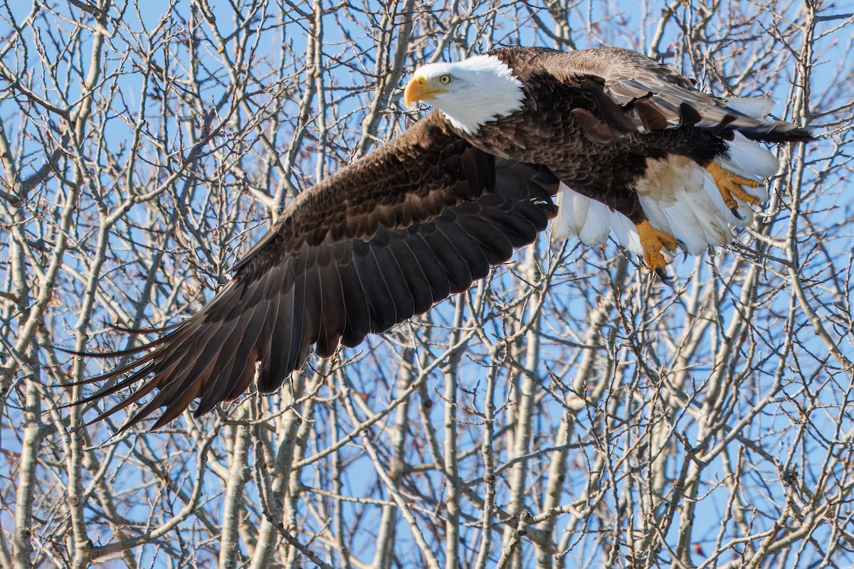 Bald Eagle - ML646420722