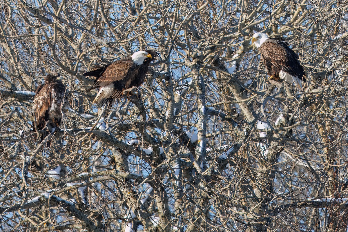 Bald Eagle - ML646420723