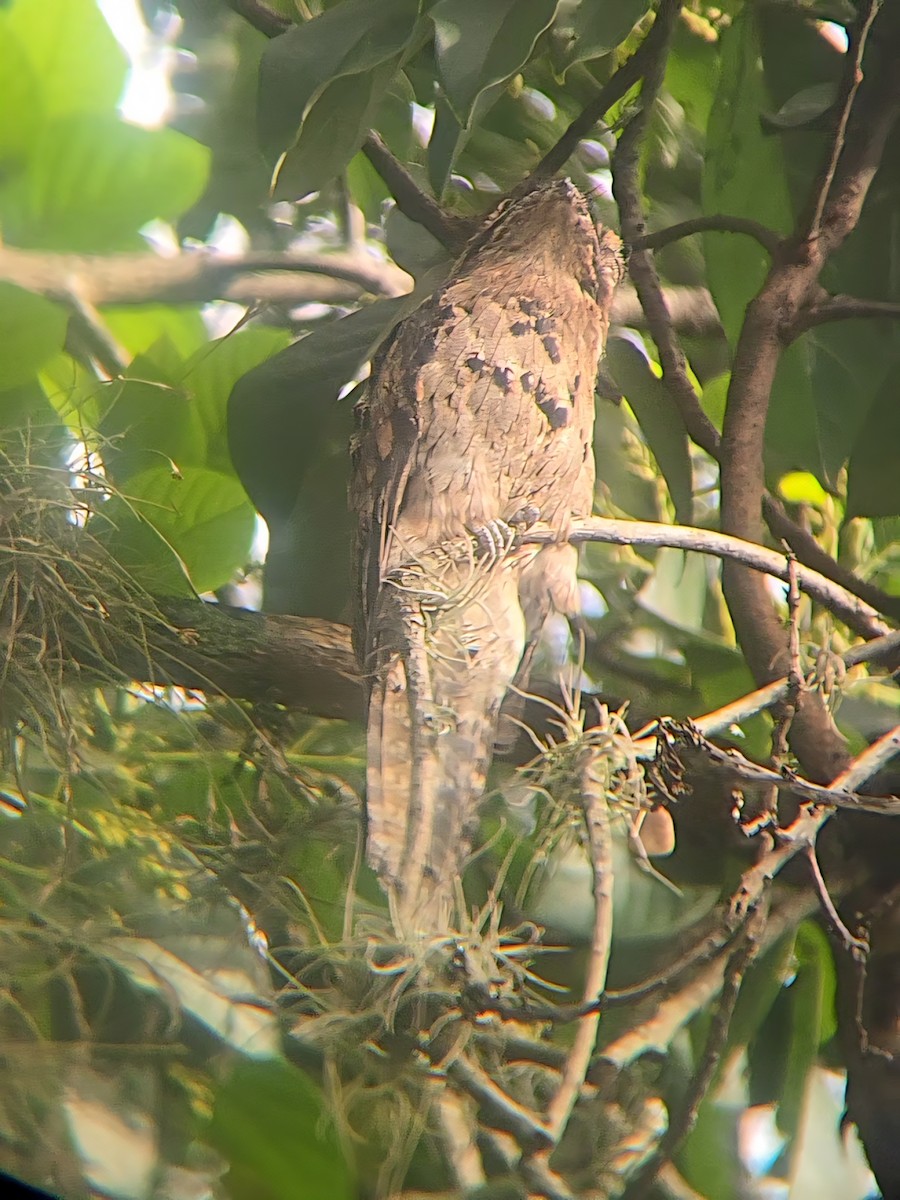 Common Potoo - ML646420728