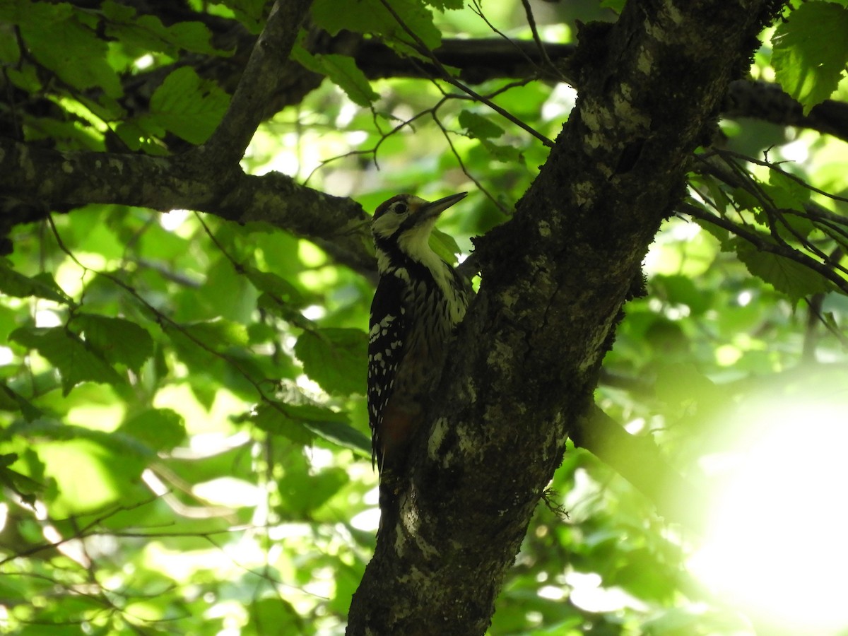 White-backed Woodpecker - ML646420729