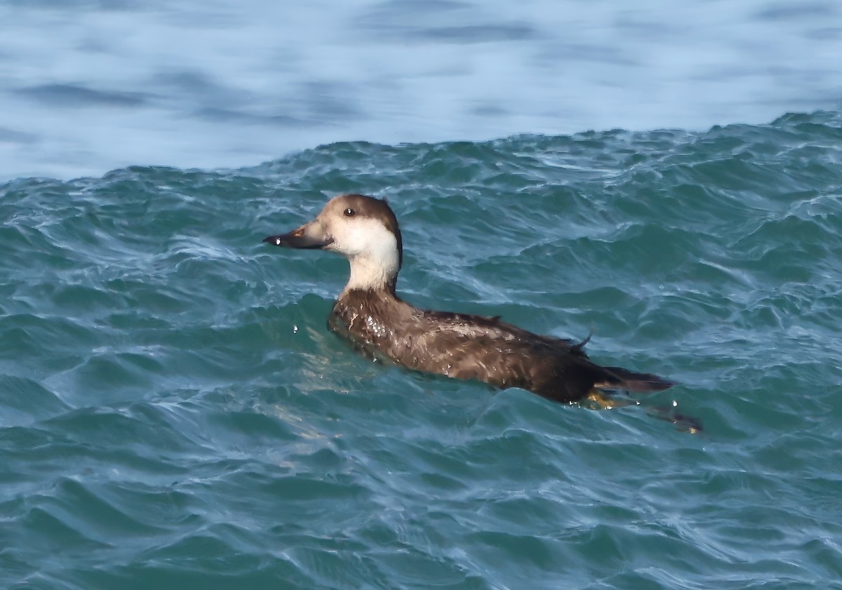 Amerika Kara Ördeği - ML646420730