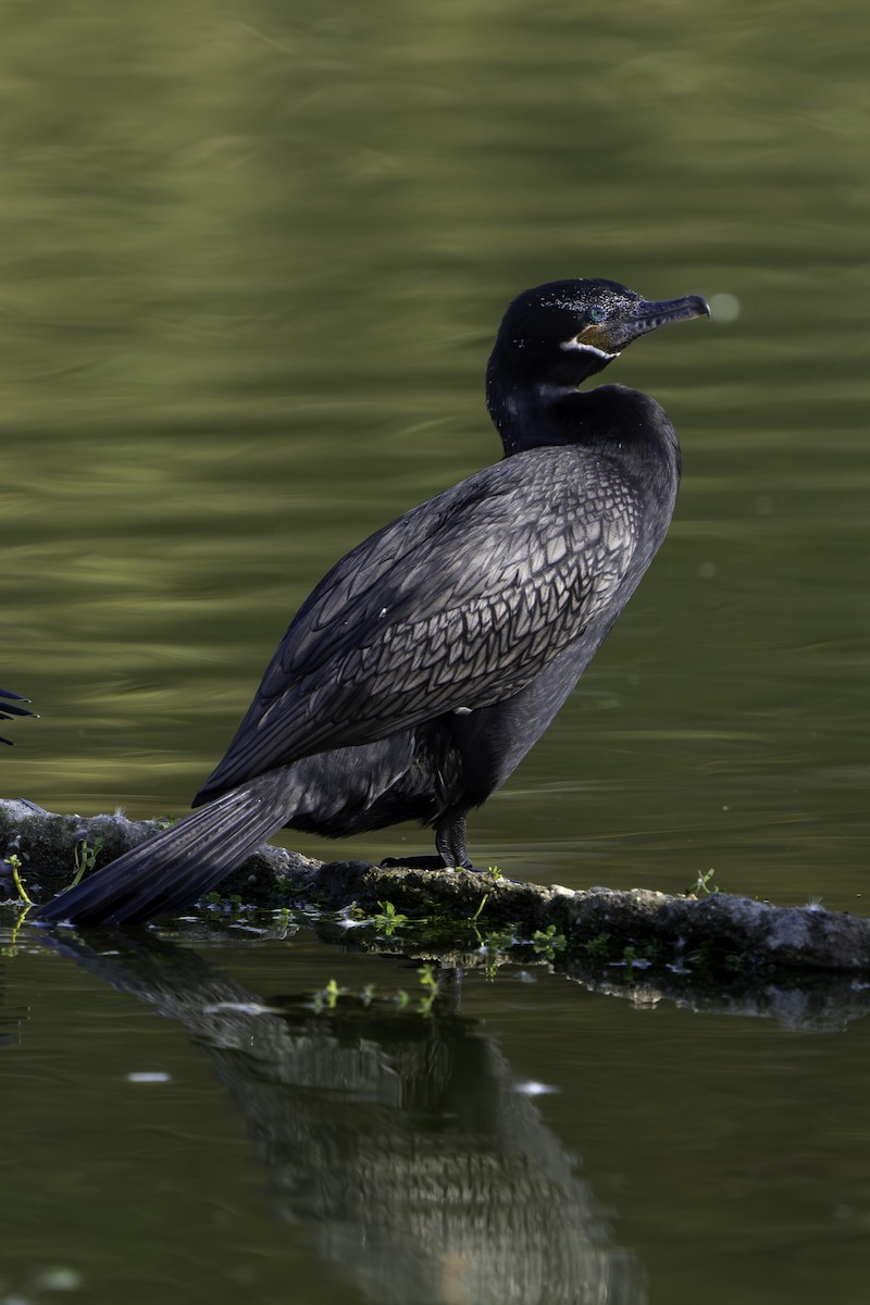 Neotropic Cormorant - ML646420731