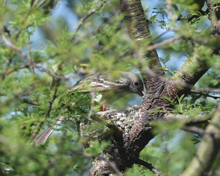 Large Elaenia - ML646420732