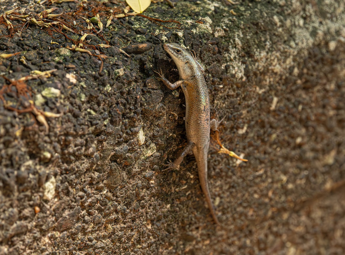 Six-toothed Rainbow Skink - ML646420739