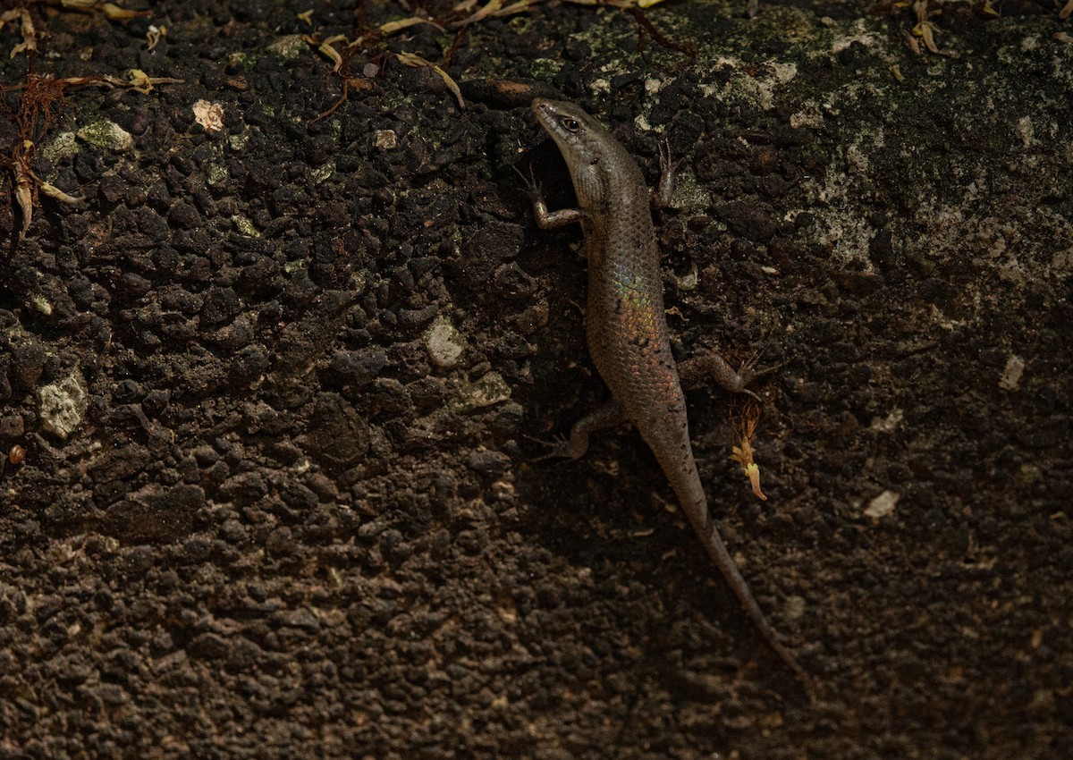 Six-toothed Rainbow Skink - ML646420740