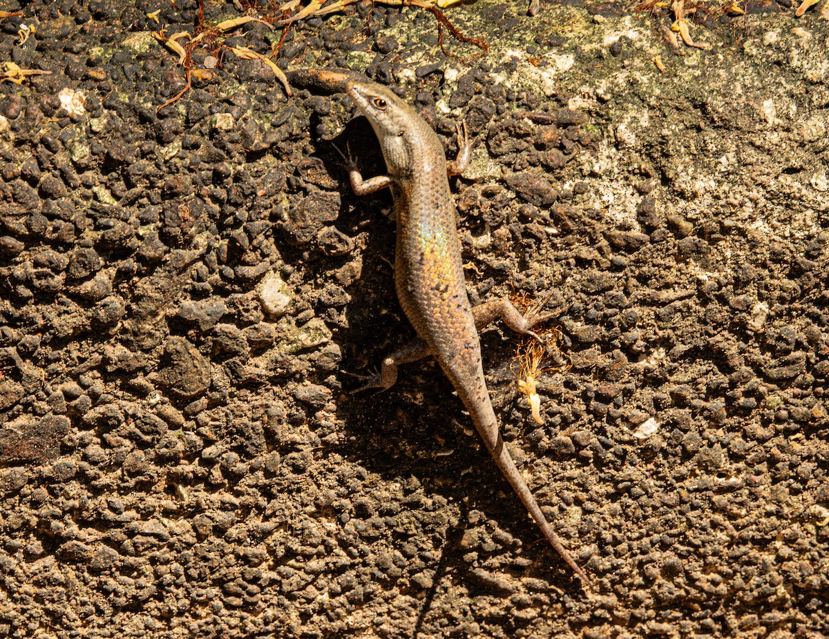 Six-toothed Rainbow Skink - ML646420741