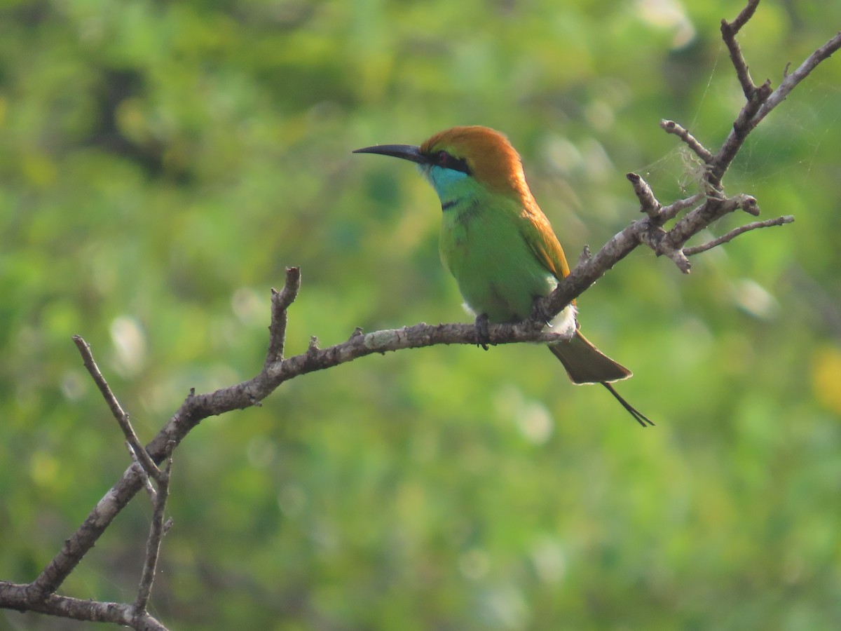 Бджолоїдка мала - ML646420743