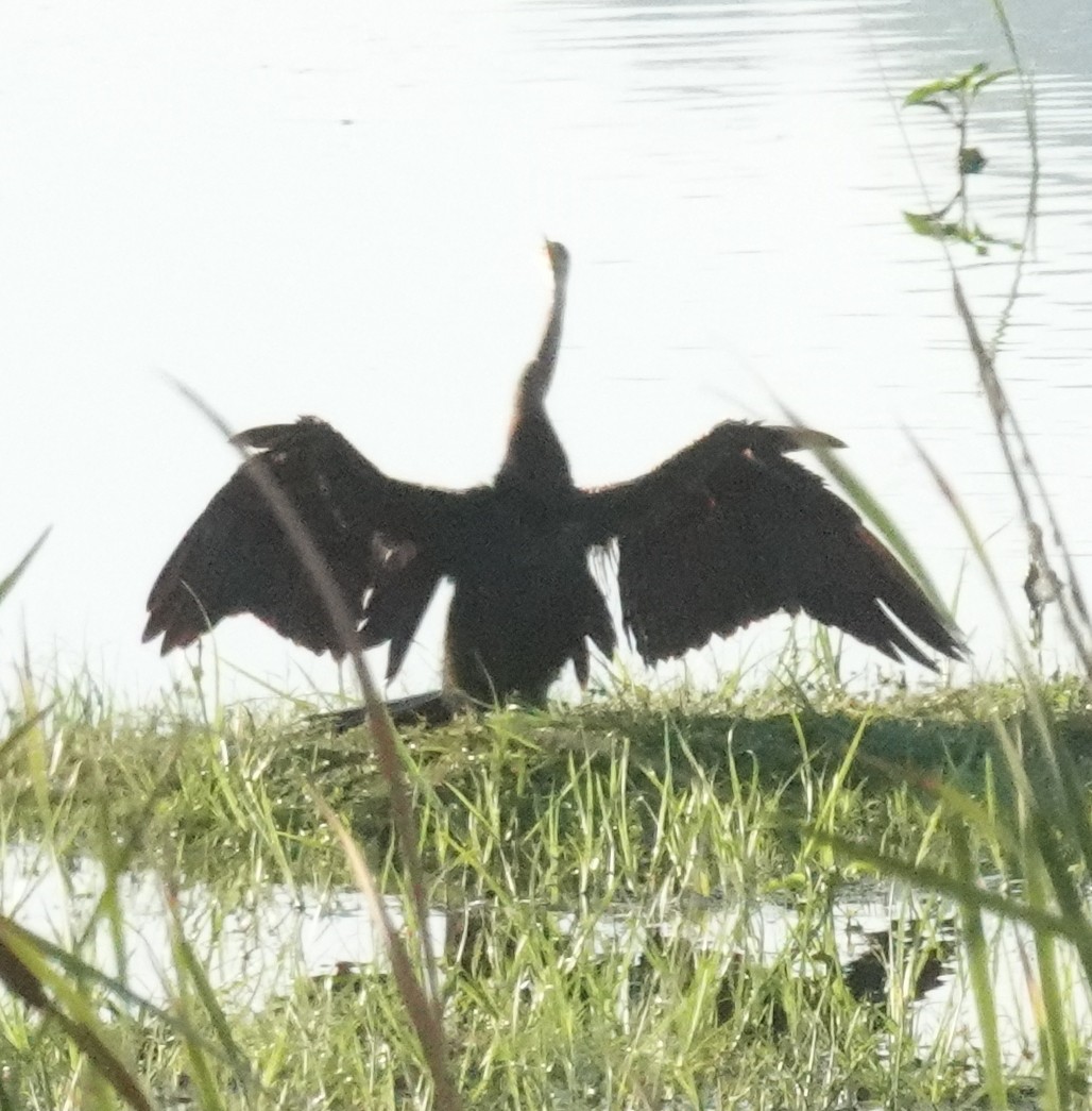 Oriental Darter - ML646420747