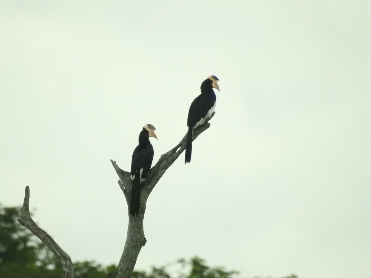 Malabar Pied-Hornbill - ML646420748
