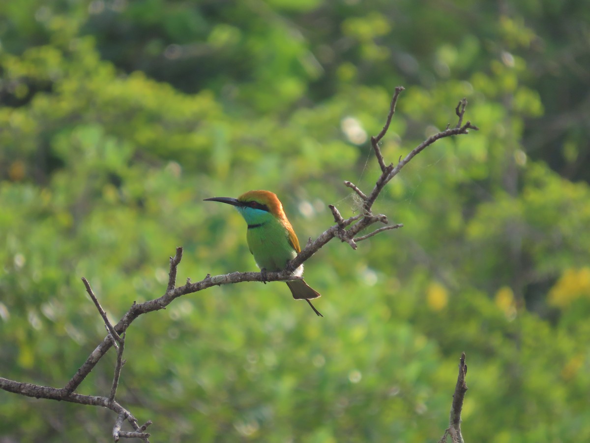 Бджолоїдка мала - ML646420749