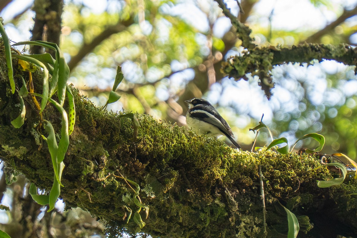 Chinspot Batis - ML646420750