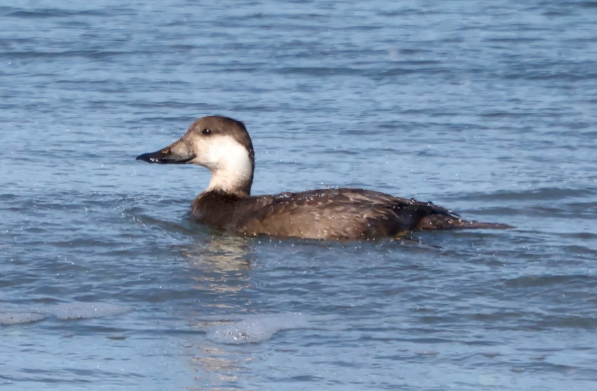 Amerika Kara Ördeği - ML646420751