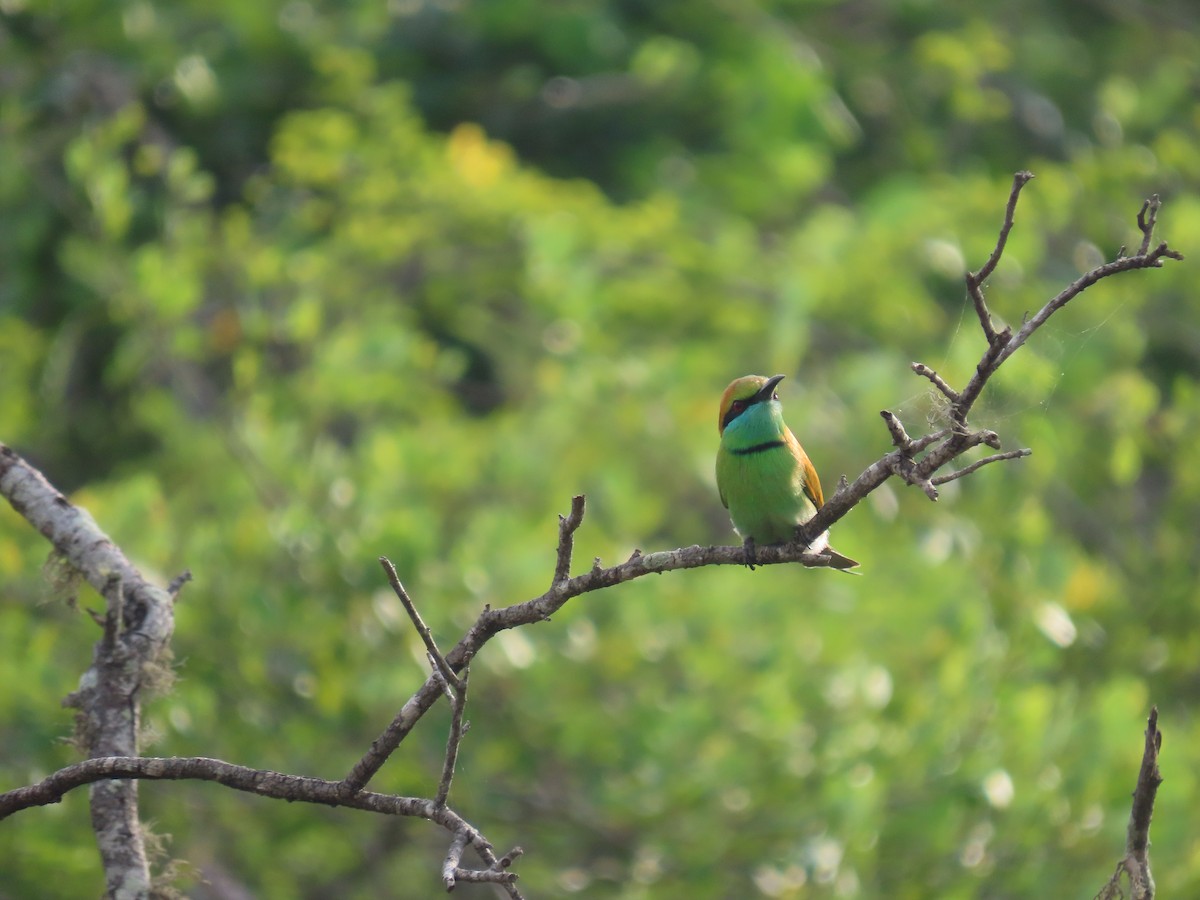 Бджолоїдка мала - ML646420752