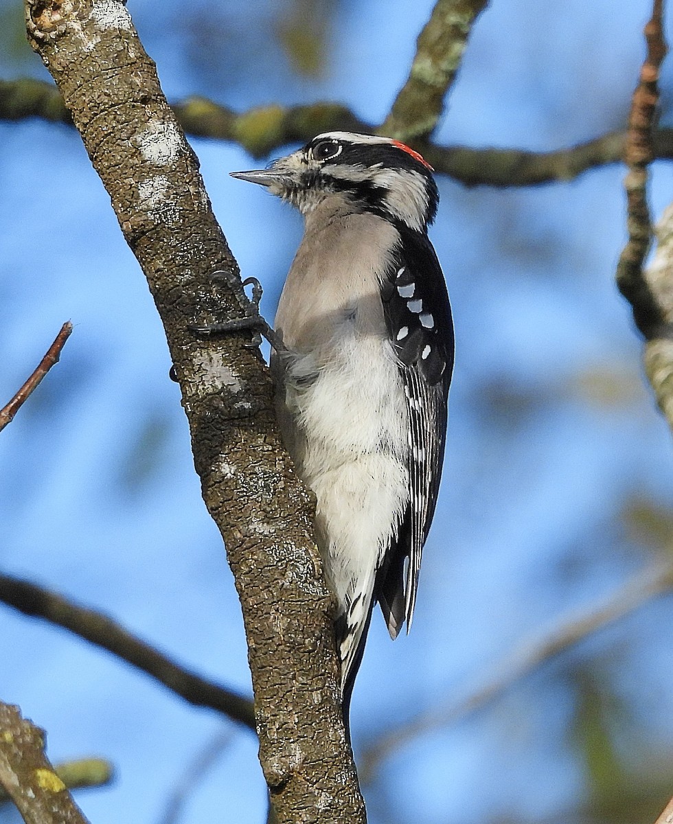 Downy Woodpecker - ML646420754