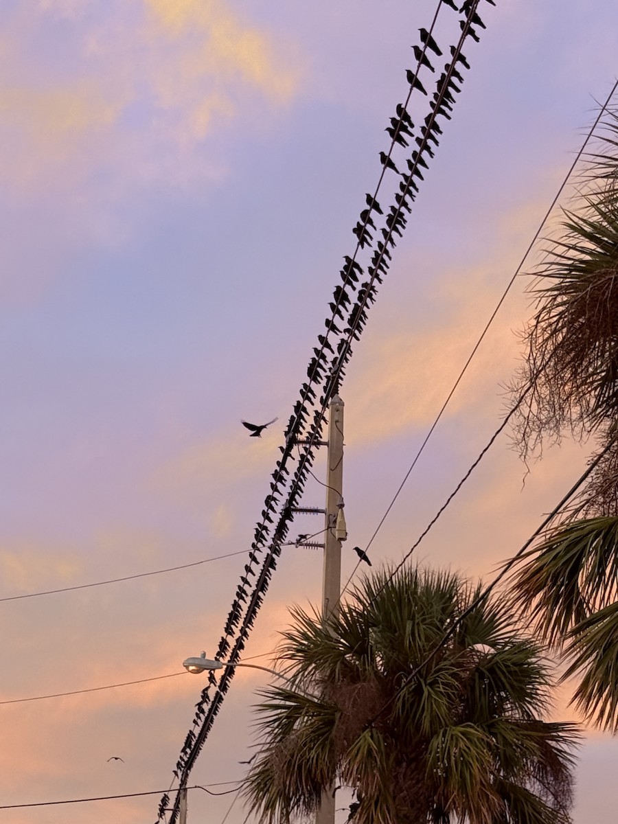 Balıkçı Karga - ML646420755