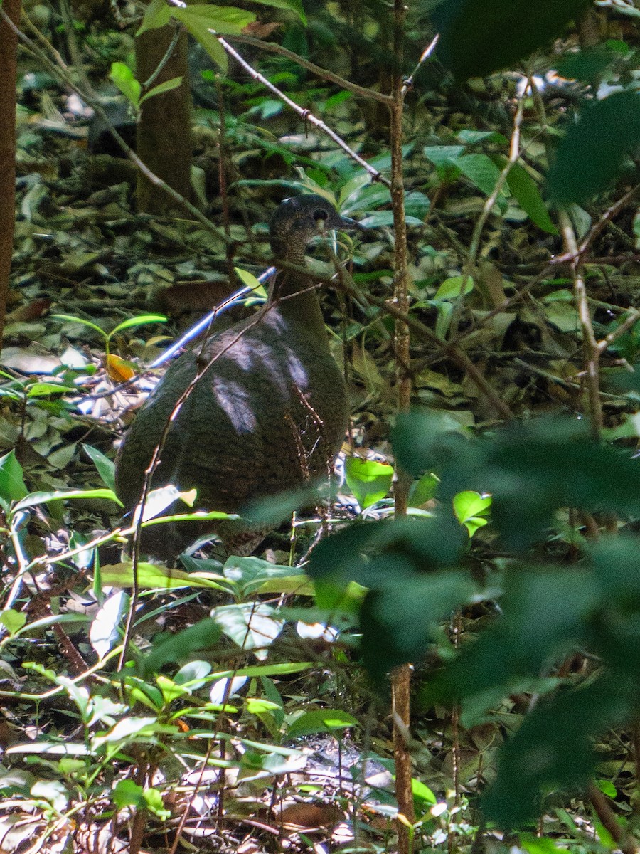 Great Tinamou - ML646420758