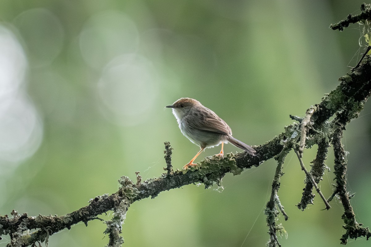 Hunter's Cisticola - ML646420759