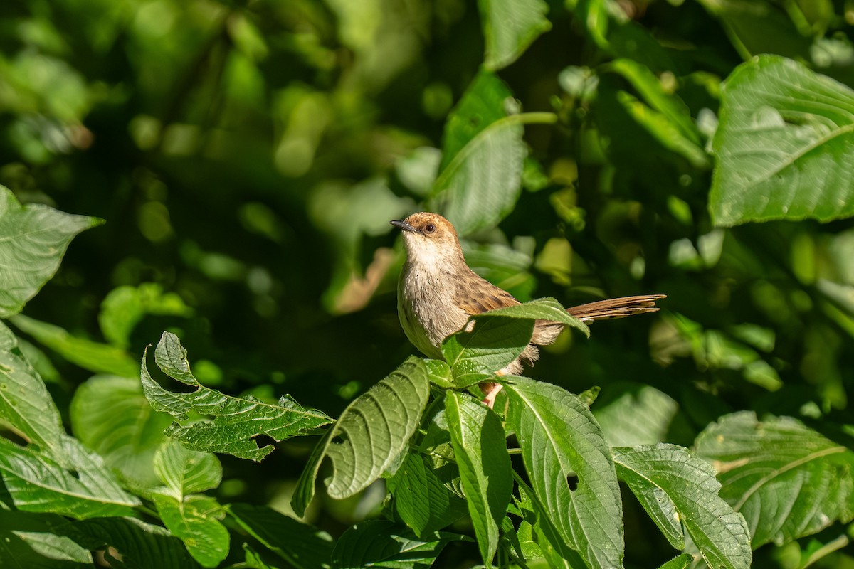 Hunter's Cisticola - ML646420760