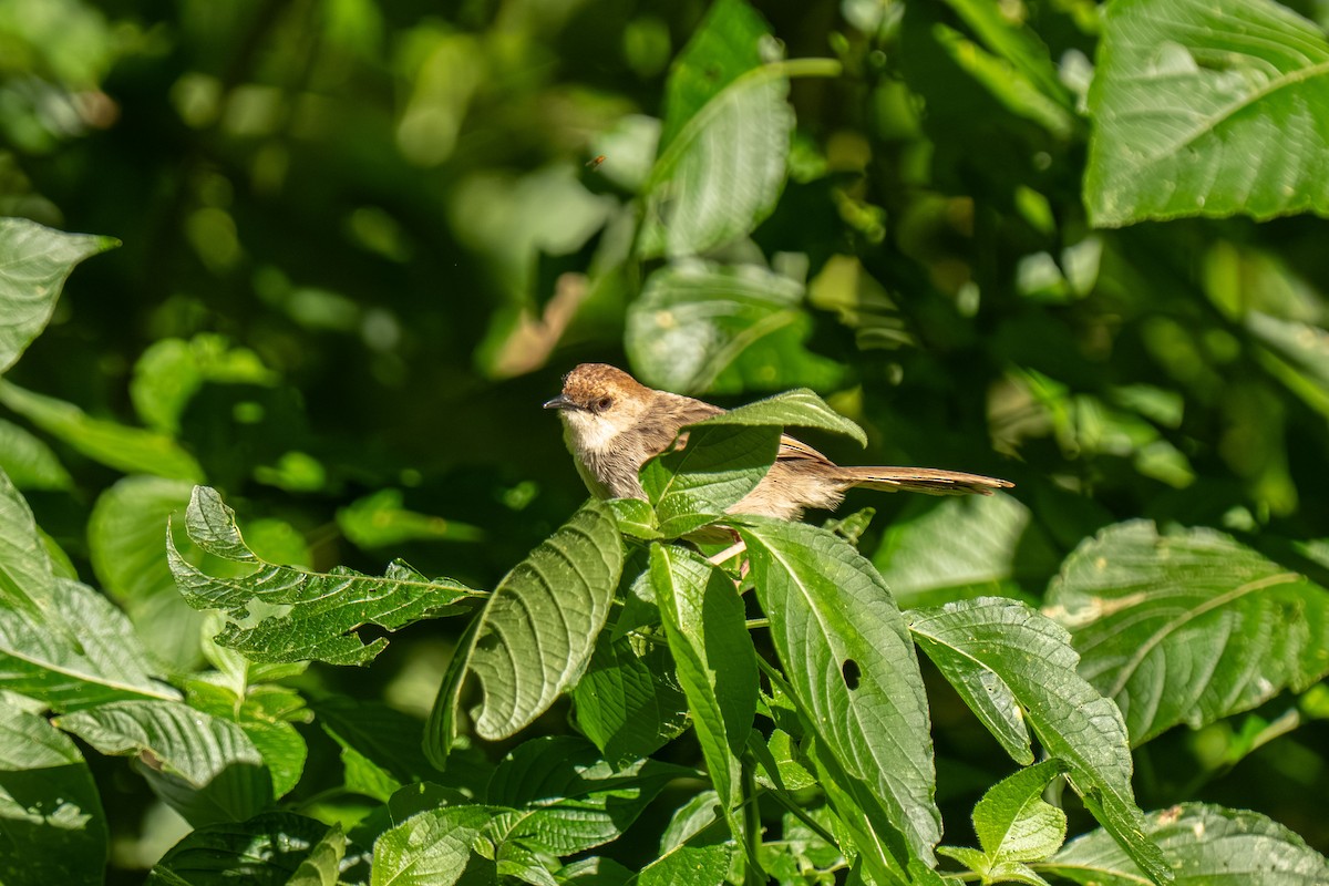 Hunter's Cisticola - ML646420761