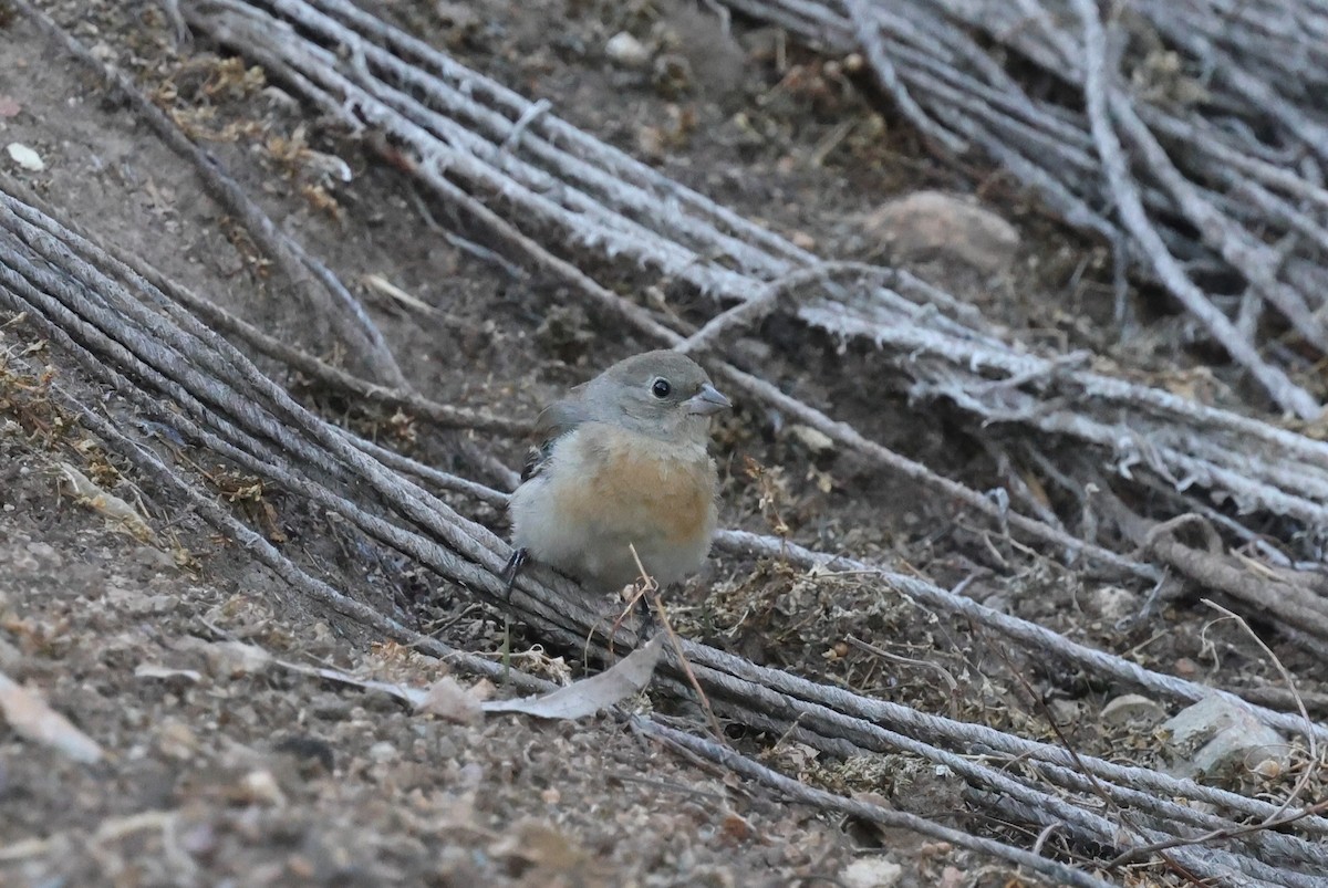 Lazuli Bunting - ML646420762