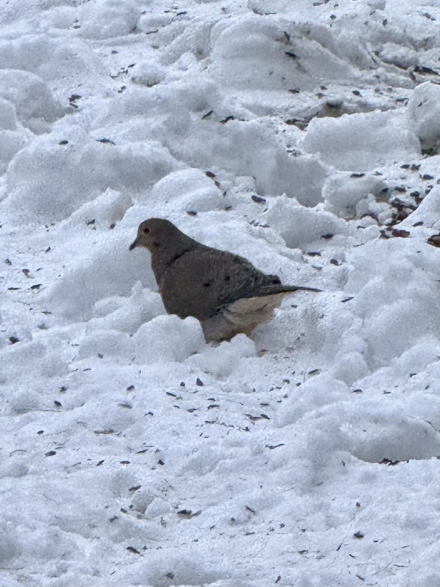 Mourning Dove - ML646420763