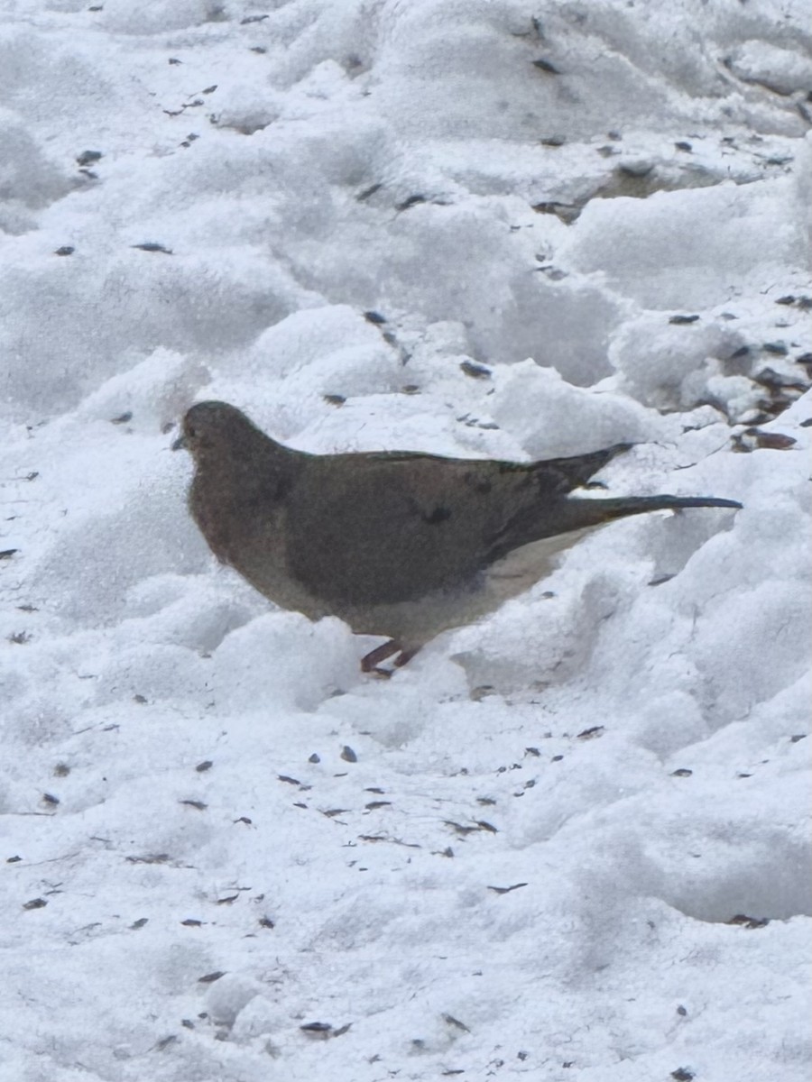 Mourning Dove - ML646420764