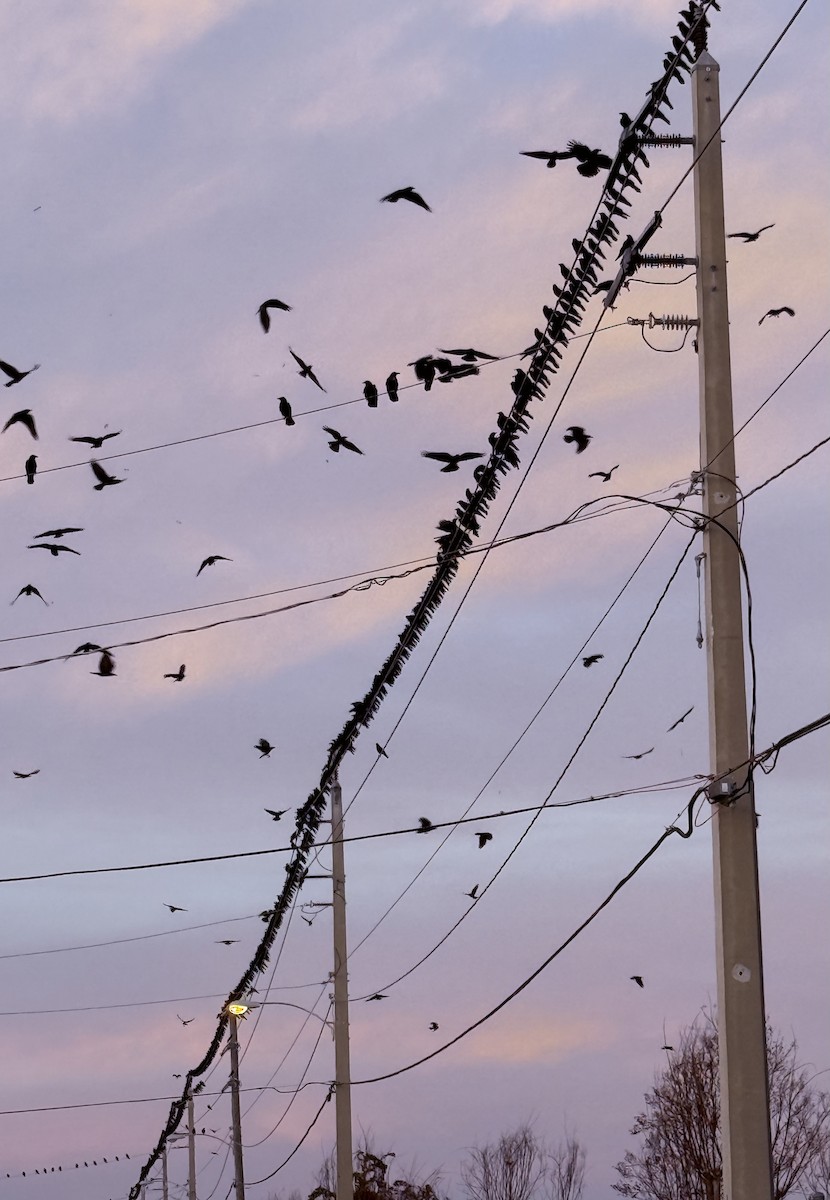 Balıkçı Karga - ML646420765