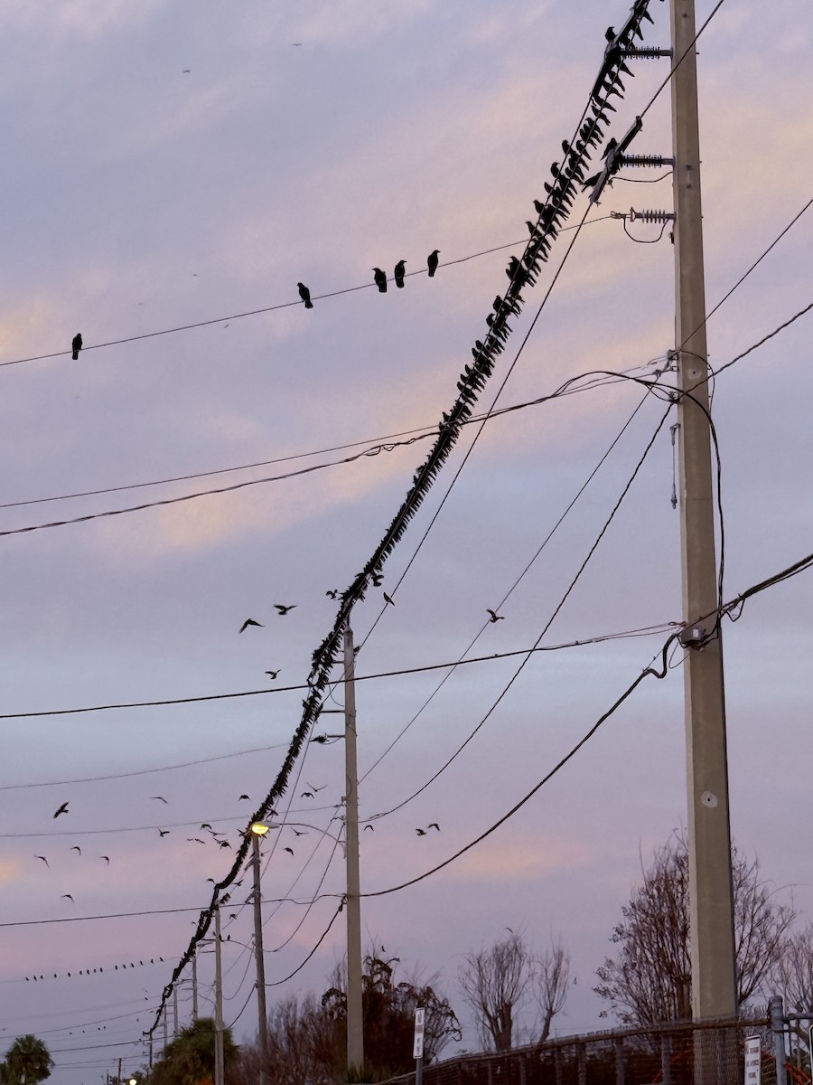 Fish Crow - ML646420766